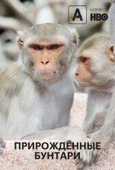 Прирожденные бунтари онлайн бесплатно HD Rezka