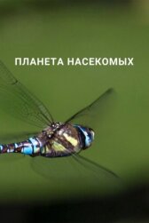Планета насекомых онлайн бесплатно HD Rezka