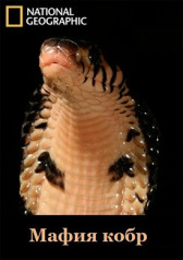 Мафия кобр онлайн бесплатно HD Rezka