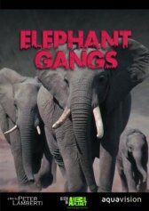 Гангстеры дикой природы онлайн бесплатно HD Rezka