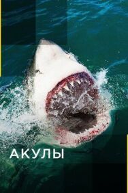Акулы постер к фильму смотреть онлайн на HD Rezka