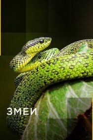 Змеи постер к фильму смотреть онлайн на HD Rezka