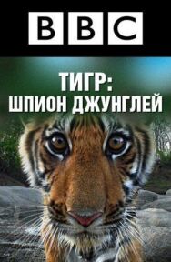 BBC: Тигр — Шпион джунглей постер к фильму смотреть онлайн на HD Rezka