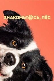 Знакомьтесь, пёс постер к фильму смотреть онлайн на HD Rezka