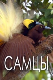 Самцы постер к фильму смотреть онлайн на HD Rezka