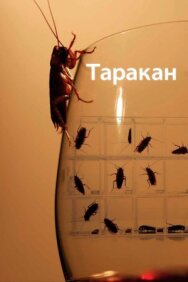 Таракан постер к фильму смотреть онлайн на HD Rezka