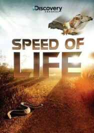 Discovery: Скорость жизни постер к фильму смотреть онлайн на HD Rezka