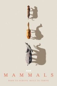 Млекопитающие постер к фильму смотреть онлайн на HD Rezka