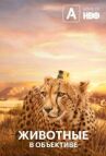 Животные с объективом онлайн бесплатно HD Rezka